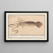 Common Calmar Loligo vulgaris, black cuttlefish Sepia Loligo, Teuton Sche cuttlefish or bouffrou - Anselmus Botius de Boodt — framed artwork on a wall