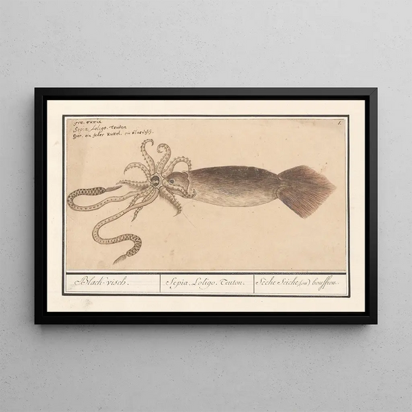 Common Calmar Loligo vulgaris, black cuttlefish Sepia Loligo, Teuton Sche cuttlefish or bouffrou - Anselmus Botius de Boodt — framed artwork on a wall