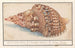 Triton commun Charonia tritonis Grande trompe de Triton Strombus Magnus Trompe marine Conque de Triton - Anselmus Botius de Boodt — artwork view