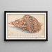 Triton commun Charonia tritonis Grande trompe de Triton Strombus Magnus Trompe marine Conque de Triton - Anselmus Botius de Boodt — framed artwork on a wall