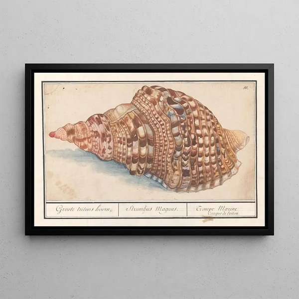 Triton commun Charonia tritonis Grande trompe de Triton Strombus Magnus Trompe marine Conque de Triton - Anselmus Botius de Boodt — framed artwork on a wall