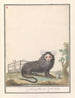 Common Marmoset or White-bellied Marmoset Callithrix jacchus Galeopithecus ouistiti - Anselmus Botius de Boodt — artwork view