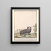 Common Marmoset or White-bellied Marmoset Callithrix jacchus Galeopithecus ouistiti - Anselmus Botius de Boodt — framed artwork on a wall