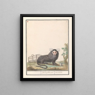 Anselmus Botius de Boodt - Gewoon penseelaapje of witpluimoeistitie Callithrix jacchus Galeopithecus ouistiti.webp