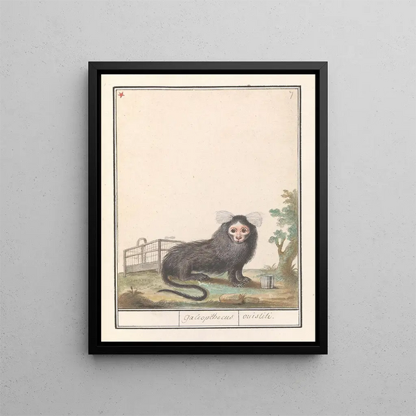 Common Marmoset or White-bellied Marmoset Callithrix jacchus Galeopithecus ouistiti - Anselmus Botius de Boodt — framed artwork on a wall