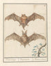 Gladneus vleermuis Vespertilionidae Vledermuijs Vespertilio Chauvesouris - Anselmus Botius de Boodt — artwork view