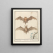 Gladneus vleermuis Vespertilionidae Vledermuijs Vespertilio Chauvesouris - Anselmus Botius de Boodt — framed artwork on a wall