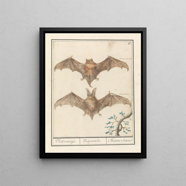 Gladneus vleermuis Vespertilionidae Vledermuijs Vespertilio Chauvesouris - Anselmus Botius de Boodt — framed artwork on a wall