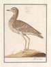 Goudplevier pluvieux - Anselmus Botius de Boodt — artwork view