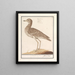 Goudplevier pluvieux - Anselmus Botius de Boodt — framed artwork on a wall