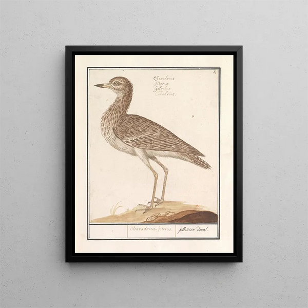 Goudplevier pluvieux - Anselmus Botius de Boodt — framed artwork on a wall