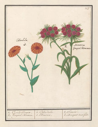 Anselmus Botius de Boodt - Goudsbloem Calendula en Duizendschoon Dianthus barbatus 1 Goude bloemen 2 houpeel Bloemen.webp