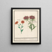 Calendula and poet's carnation (Dianthus barbatus) 1 golden flower 2 pompoms - Anselmus Botius de Boodt — framed artwork on a wall