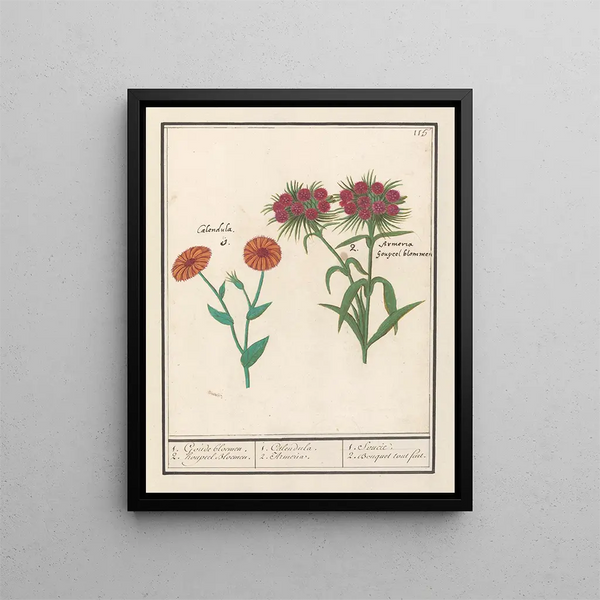 Calendula and poet's carnation (Dianthus barbatus) 1 golden flower 2 pompoms - Anselmus Botius de Boodt — framed artwork on a wall