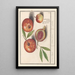 Reproduction of the painting Pomegranate Punica granatum pomegranates apples pomegranates - Anselmus Botius de Boodt