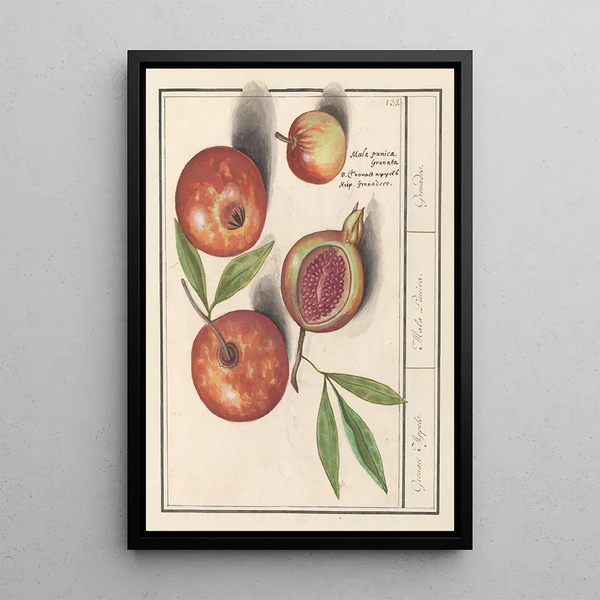 Reproduction of the painting Pomegranate Punica granatum pomegranates apples pomegranates - Anselmus Botius de Boodt