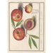 Reproduction of the painting Pomegranate Punica granatum pomegranates apples pomegranates - Anselmus Botius de Boodt
