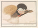 Grey Crowned Crane - Anselmus Botius de Boodt — artwork view