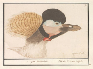 Grey Crowned Crane - Anselmus Botius de Boodt — artwork view