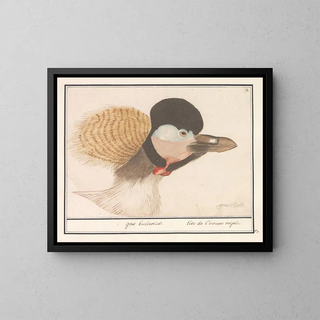 Grey Crowned Crane - Anselmus Botius de Boodt — framed artwork on a wall