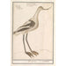 Bécassine grise Limnodromus - Anselmus Botius de Boodt — artwork view