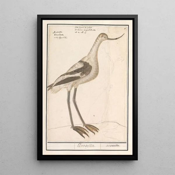 Bécassine grise Limnodromus - Anselmus Botius de Boodt — framed artwork on a wall