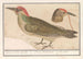 Pic vert Picus viridis - Anselmus Botius de Boodt — artwork view