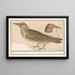 Pic vert Picus viridis - Anselmus Botius de Boodt — framed artwork on a wall