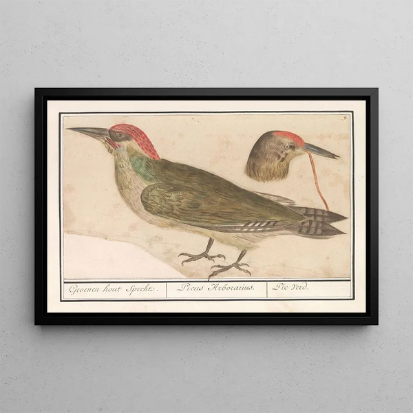 Pic vert Picus viridis - Anselmus Botius de Boodt — framed artwork on a wall