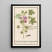 Reproduction of the painting Large Purple Malva Sylvestris Painting of Saint-Sigismond Herb, Althaea, Marshmallow - Anselmus Botius de Boodt