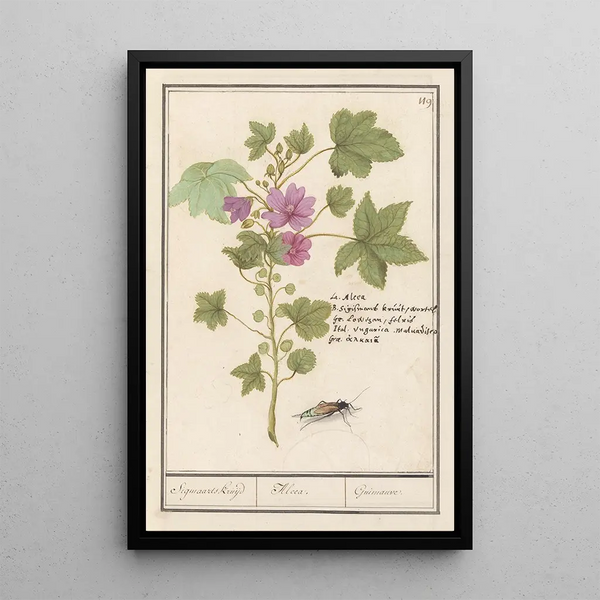 Reproduction of the painting Large Purple Malva Sylvestris Painting of Saint-Sigismond Herb, Althaea, Marshmallow - Anselmus Botius de Boodt