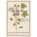 Reproduction of the painting Large Purple Malva Sylvestris Painting of Saint-Sigismond Herb, Althaea, Marshmallow - Anselmus Botius de Boodt