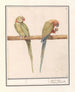Perruche géante Alexandre Psittacula eupatria and small parakeet Alexandre Psittacula alexandri - Anselmus Botius de Boodt — artwork view