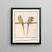 Perruche géante Alexandre Psittacula eupatria and small parakeet Alexandre Psittacula alexandri - Anselmus Botius de Boodt — framed artwork on a wall