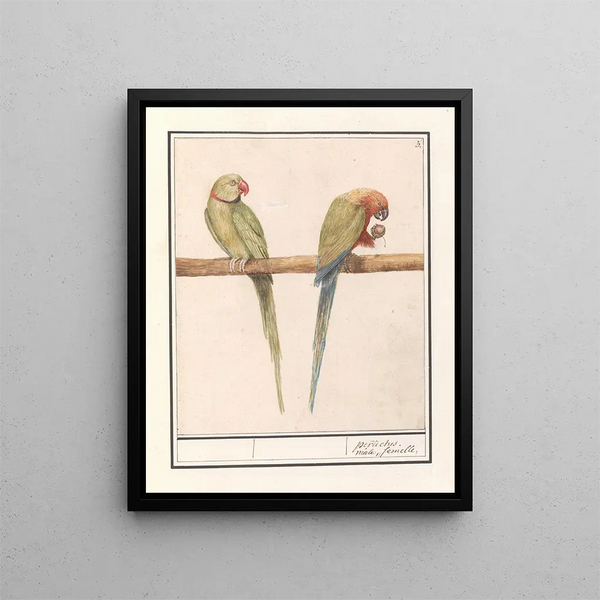 Perruche géante Alexandre Psittacula eupatria and small parakeet Alexandre Psittacula alexandri - Anselmus Botius de Boodt — framed artwork on a wall