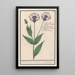 Reproduction of the painting Large Centaurea Centaurea scabiosa painting - Anselmus Botius de Boodt