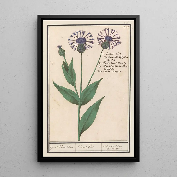 Reproduction of the painting Large Centaurea Centaurea scabiosa painting - Anselmus Botius de Boodt