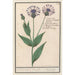 Reproduction of the painting Large Centaurea Centaurea scabiosa painting - Anselmus Botius de Boodt