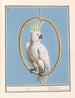 Grote geelkuifkaketoe Cacatua galerita Kakatos - Anselmus Botius de Boodt — artwork view