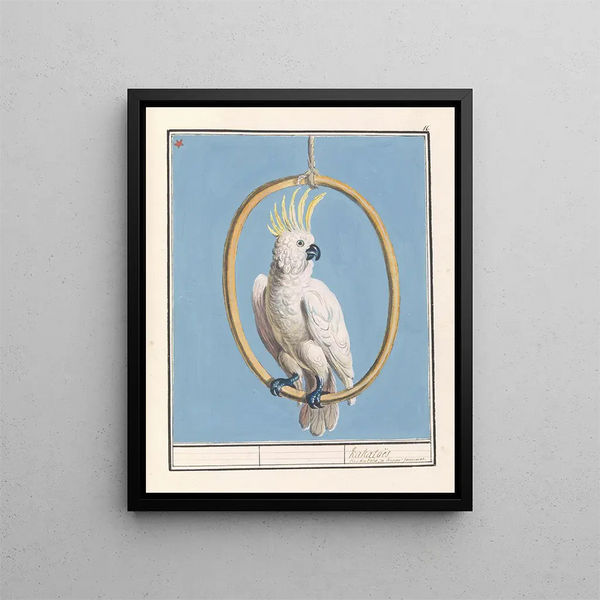 Grote geelkuifkaketoe Cacatua galerita Kakatos - Anselmus Botius de Boodt — framed artwork on a wall