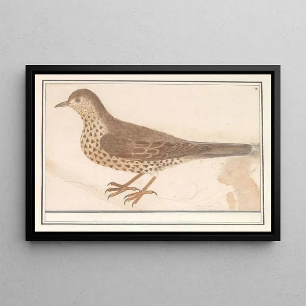 the Thrush Turdus viscivorus or Song Thrush Turdus philomelos - Anselmus Botius de Boodt — framed artwork on a wall