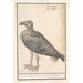 the Common Seagull Larus marinus or Herring Gull Larus argentatus - Anselmus Botius de Boodt — artwork view