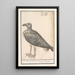 the Common Seagull Larus marinus or Herring Gull Larus argentatus - Anselmus Botius de Boodt — framed artwork on a wall