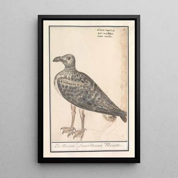 the Common Seagull Larus marinus or Herring Gull Larus argentatus - Anselmus Botius de Boodt — framed artwork on a wall