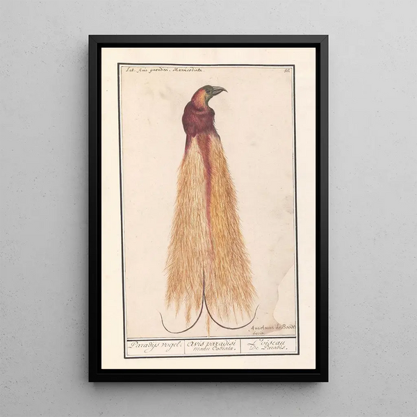 the Great Bird of Paradise Paradisaea apoda - Anselmus Botius de Boodt — framed artwork on a wall
