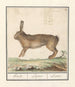 Haas Lepus europaeus Haeze Lepus Hare - Anselmus Botius de Boodt — artwork view
