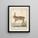 Haas Lepus europaeus Haeze Lepus Hare - Anselmus Botius de Boodt — framed artwork on a wall