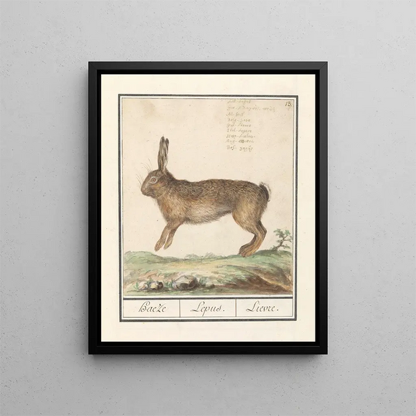 Haas Lepus europaeus Haeze Lepus Hare - Anselmus Botius de Boodt — framed artwork on a wall