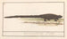 Lizard (Lacertilia) - Anselmus Botius de Boodt — artwork view