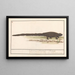 Lizard (Lacertilia) - Anselmus Botius de Boodt — framed artwork on a wall